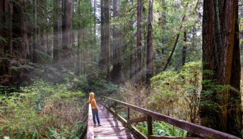 Woman hiker explores  Redwood National Park California