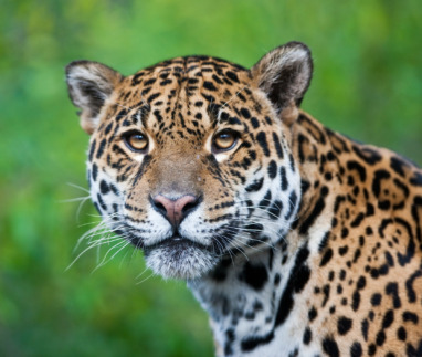 Photograph of a stunning Jaguar in the wild