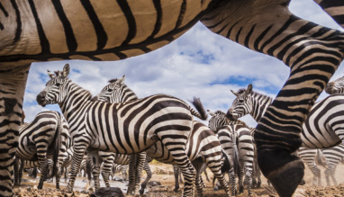 Groep zebra’s in hun natuurlijke habitat op de Masai Mara, close-up perspectief