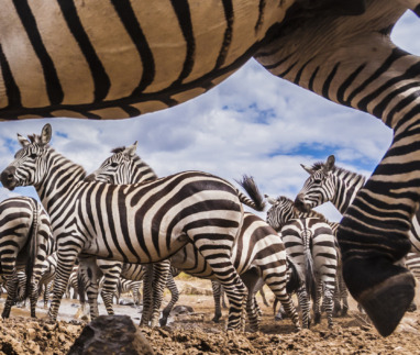 Groep zebra’s in hun natuurlijke habitat op de Masai Mara, close-up perspectief