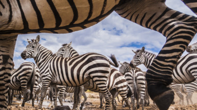 Groep zebra’s in hun natuurlijke habitat op de Masai Mara, close-up perspectief