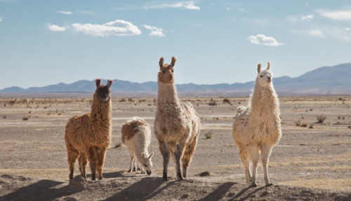 rgentinië: uitgestrekte hoogvlakte met lama’s onder een heldere blauwe lucht.