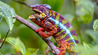 Een kleurrijke kameleon op een tak in de jungle van Madagaskar, terwijl hij een sprinkhaan eet.