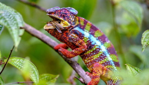 Een kleurrijke kameleon op een tak in de jungle van Madagaskar, terwijl hij een sprinkhaan eet.