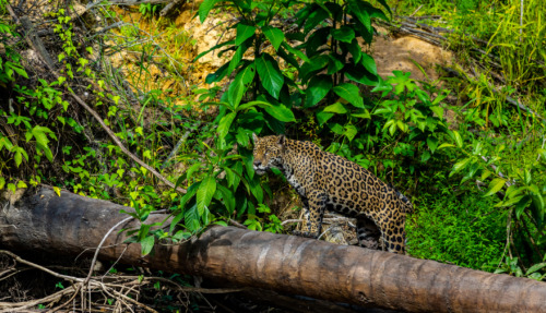 Jaguar op een omgevallen boomstam in het tropische regenwoud van Suriname, omringd door weelderige vegetatie