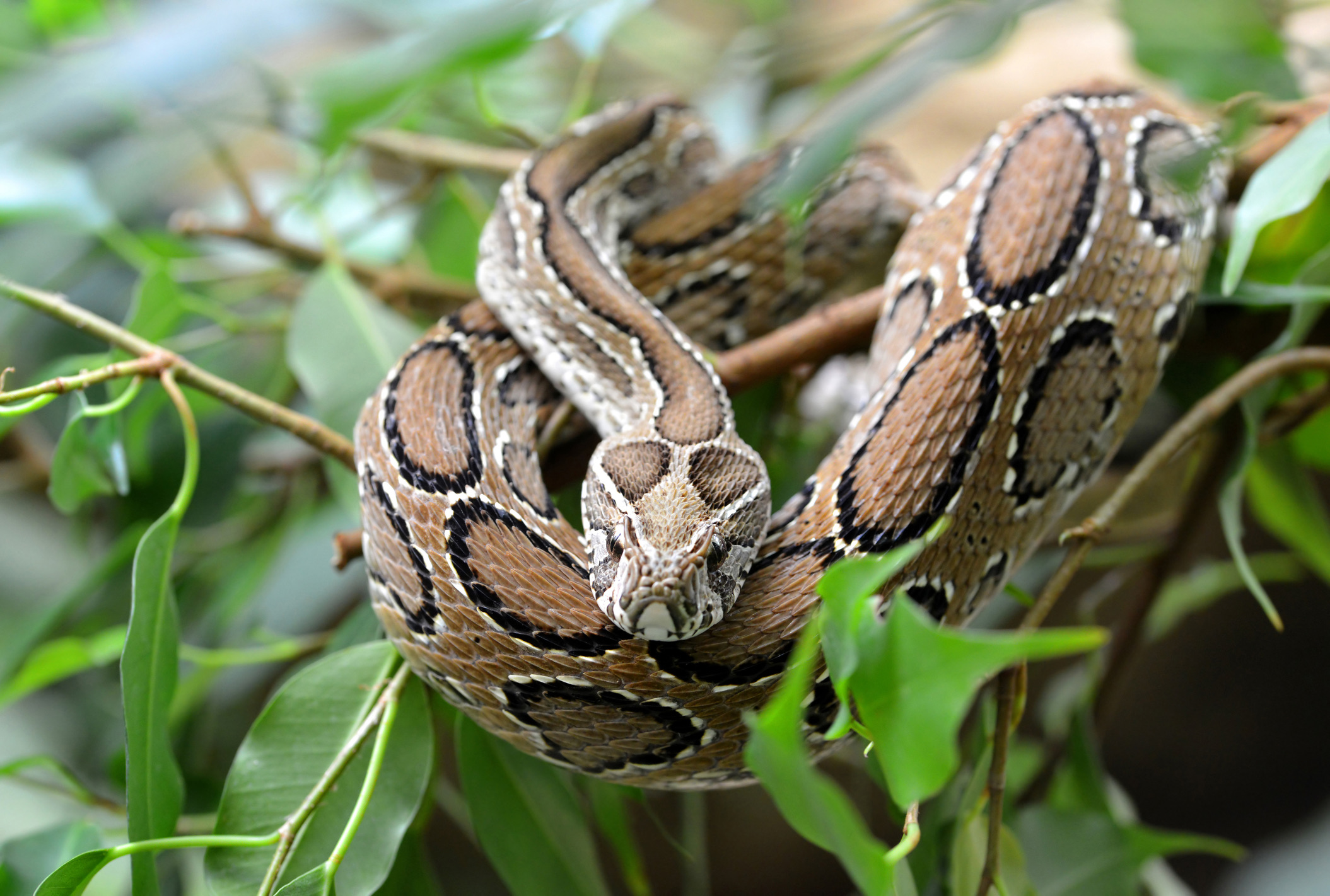 Als het gaat om puur menselijk leed, is de Russells adder (of kettingadder) een van de meest gevreesde slangen ter wereld. Deze dikke adder heeft een prachtig patroon van donkere, kettingachtige cirkels op zijn rug, waardoor hij perfect wegvalt tussen dorre bladeren op akkers en plantages.