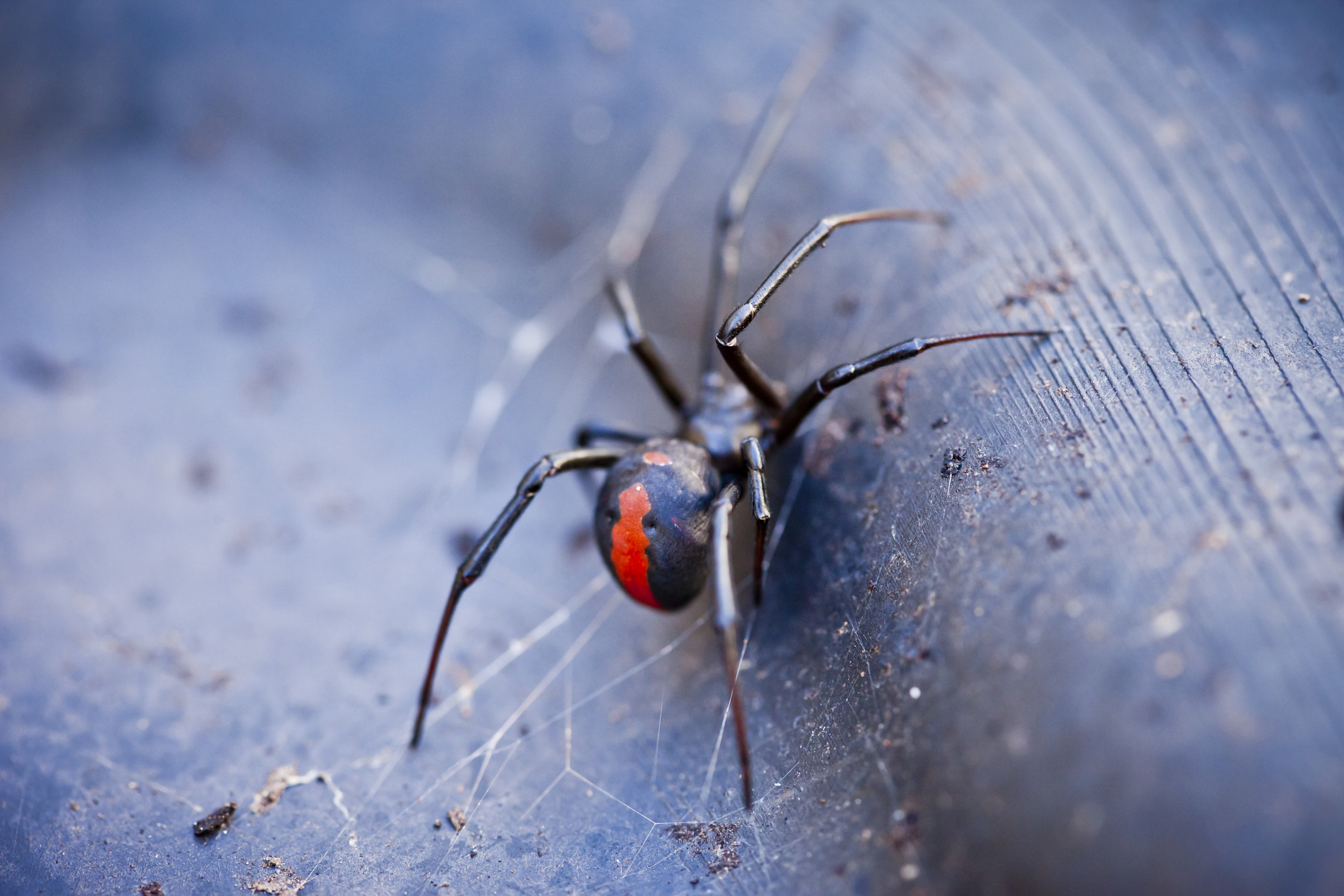 Het vrouwtje van de redback spider is herkenbaar aan haar gitzwarte, bolle lichaam met een felle, oranjerode streep op de rugzijde. 