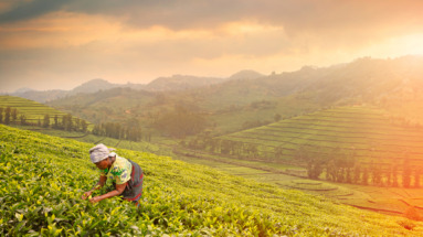 Uitgestrekte theeplantages in het heuvelachtige landschap van Rwanda bij zonsondergang.