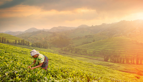 Uitgestrekte theeplantages in het heuvelachtige landschap van Rwanda bij zonsondergang.