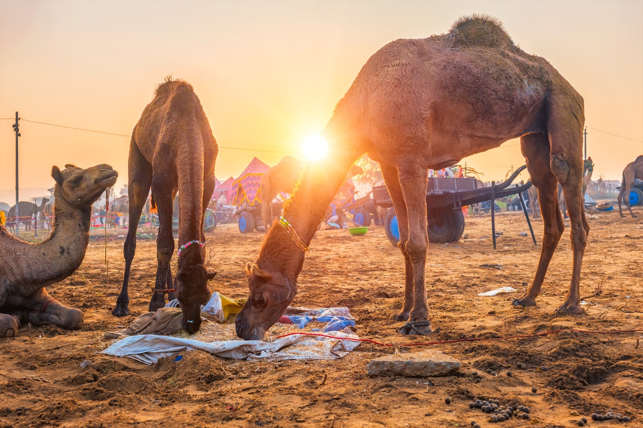 De Pushkar Camel Fair is een van de grootste en meest kleurrijke traditionele bijeenkomsten van India. In de woestijn van Rajasthan komen herdersfamilies samen om kamelen, paarden en geiten te verhandelen, maar ook om te vieren, te bidden en elkaar te ontmoeten.
