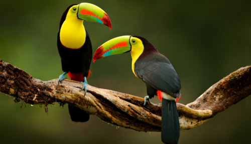 Twee zwavelborsttoekans (Ramphastos sulfuratus) zitten op een tak in het regenwoud van Costa Rica.
