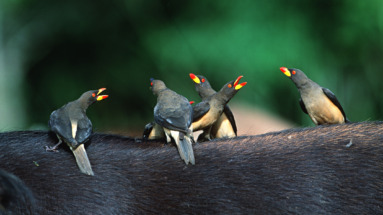 Groep geelbekossen (Buphagus africanus) op de rug van een bosbuffel in de natuur van Gabon, een land met rijke biodiversiteit.