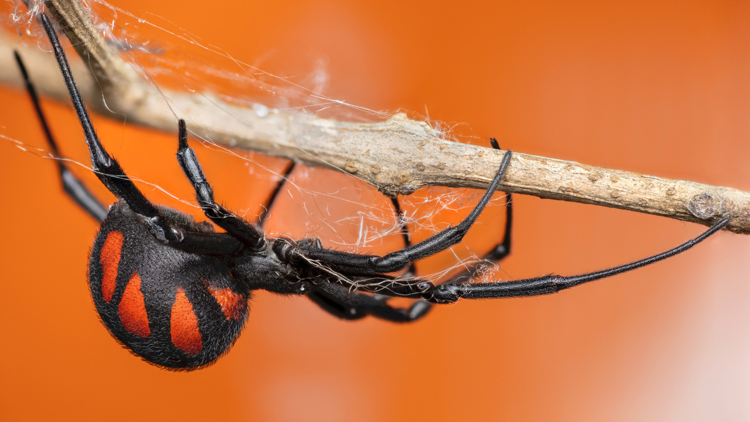 De zwarte weduwe is misschien wel de meest beruchte spin ter wereld. Het vrouwtje heeft een glanzend zwart lichaam met een vuurrood, zandlopervormig patroon aan de onderkant (buikzijde) van haar achterlijf.