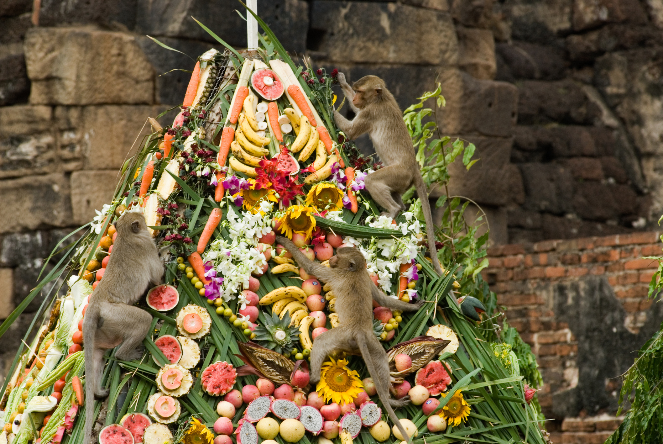 Op de laatste zondag van november wordt in Lopburi, Thailand het Monkey Buffet Festival gehouden. Duizenden makaken worden dan getrakteerd op een uitbundig buffet van fruit en groenten, opgesteld bij de ruïnes van de Phra Prang Sam Yot-tempel.