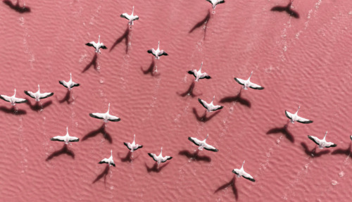 Luchtfoto van flamingo's die opstijgen boven een roze zoutmeer in Bolivia