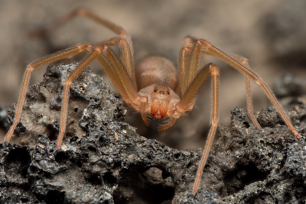 De brown recluse ofwel vioolspin is een schuwe, lichtbruine spin met een karakteristieke donkere tekening in de vorm van een viool op het kopborststuk. 