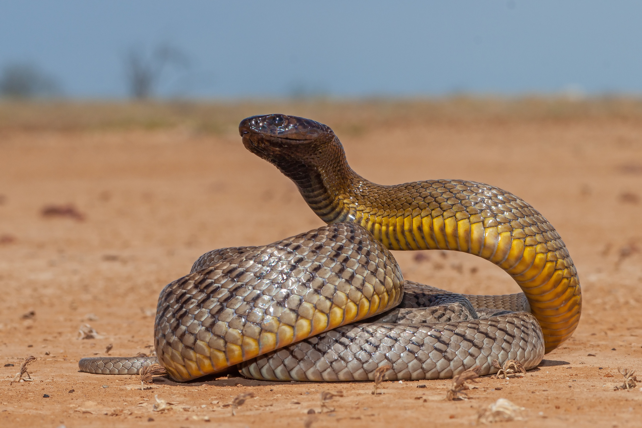 De inland taipan staat onbetwist te boek als de allergiftigste landslang ter wereld: het gif van één enkele beet is in theorie krachtig genoeg om honderd volwassen mannen te doden.