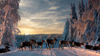 Een kudde rendieren loopt over een besneeuwde weg in Zweden, omringd door besneeuwde bomen tijdens een prachtige zonsondergang.