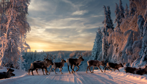 Een kudde rendieren loopt over een besneeuwde weg in Zweden, omringd door besneeuwde bomen tijdens een prachtige zonsondergang.
