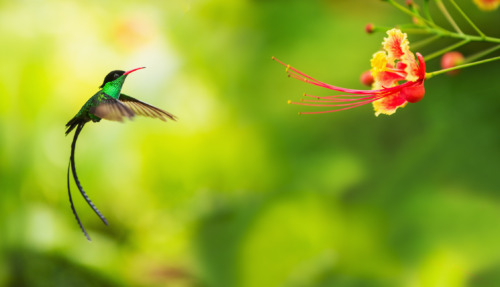 Een zwaluwstaartkolibrie (Trochilus polytmus), de nationale vogel van Jamaica, zweeft voor een felgekleurde bloem.