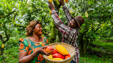 Twee cacaoboeren in Kameroen oogsten rijpe cacaovruchten in een weelderige plantage.