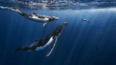Bultrugwalvissen en een dolfijn zwemmen in het heldere water van Tonga