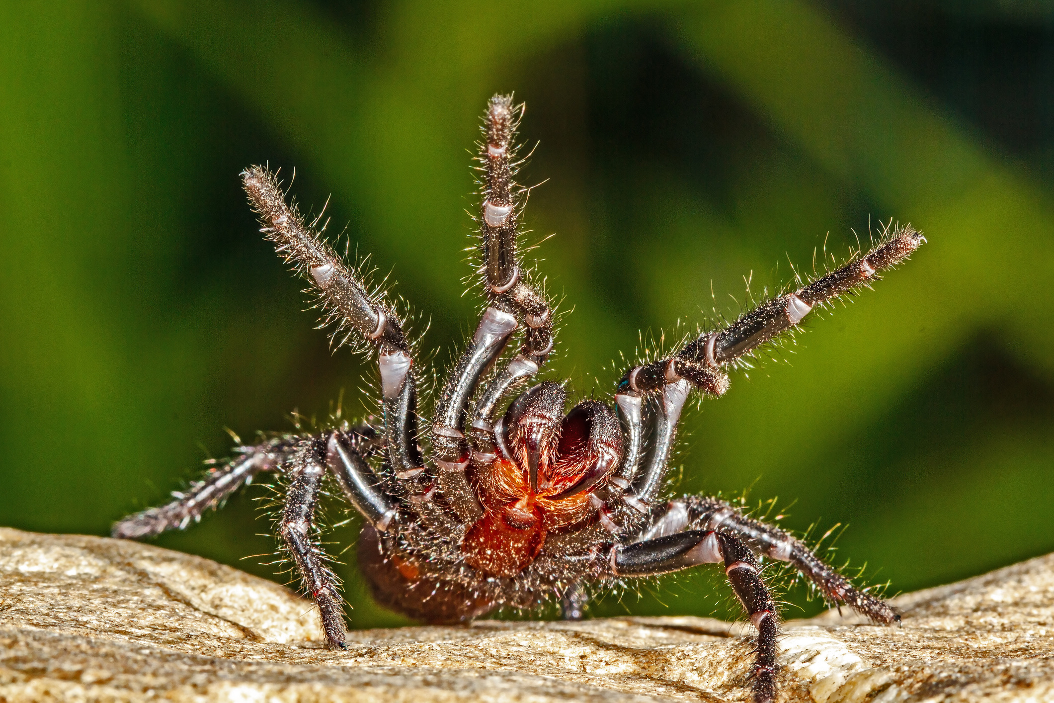 De Sydney funnel-web spider is een grote, agressieve, glanzend zwartblauwe spin met angstaanjagend grote kaken die zelfs door een teennagel of lichte gymschoen heen kunnen bijten. 