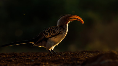 Een Zuidelijke geelsnaveltok (Tockus leucomelas) in het zachte avondlicht in Eswatini, een land met een rijke fauna en indrukwekkende landschappen.