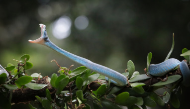 Close-up van een blauwe adder (Trimeresurus insularis) die aanvalt in Indonesië