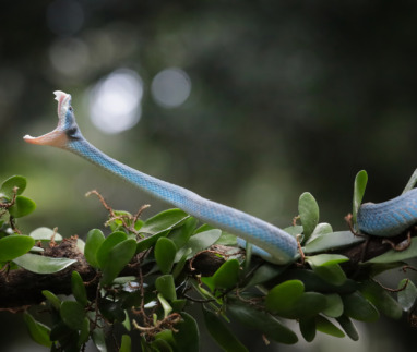 Close-up van een blauwe adder (Trimeresurus insularis) die aanvalt in Indonesië