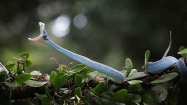 Close-up van een blauwe adder (Trimeresurus insularis) die aanvalt in Indonesië