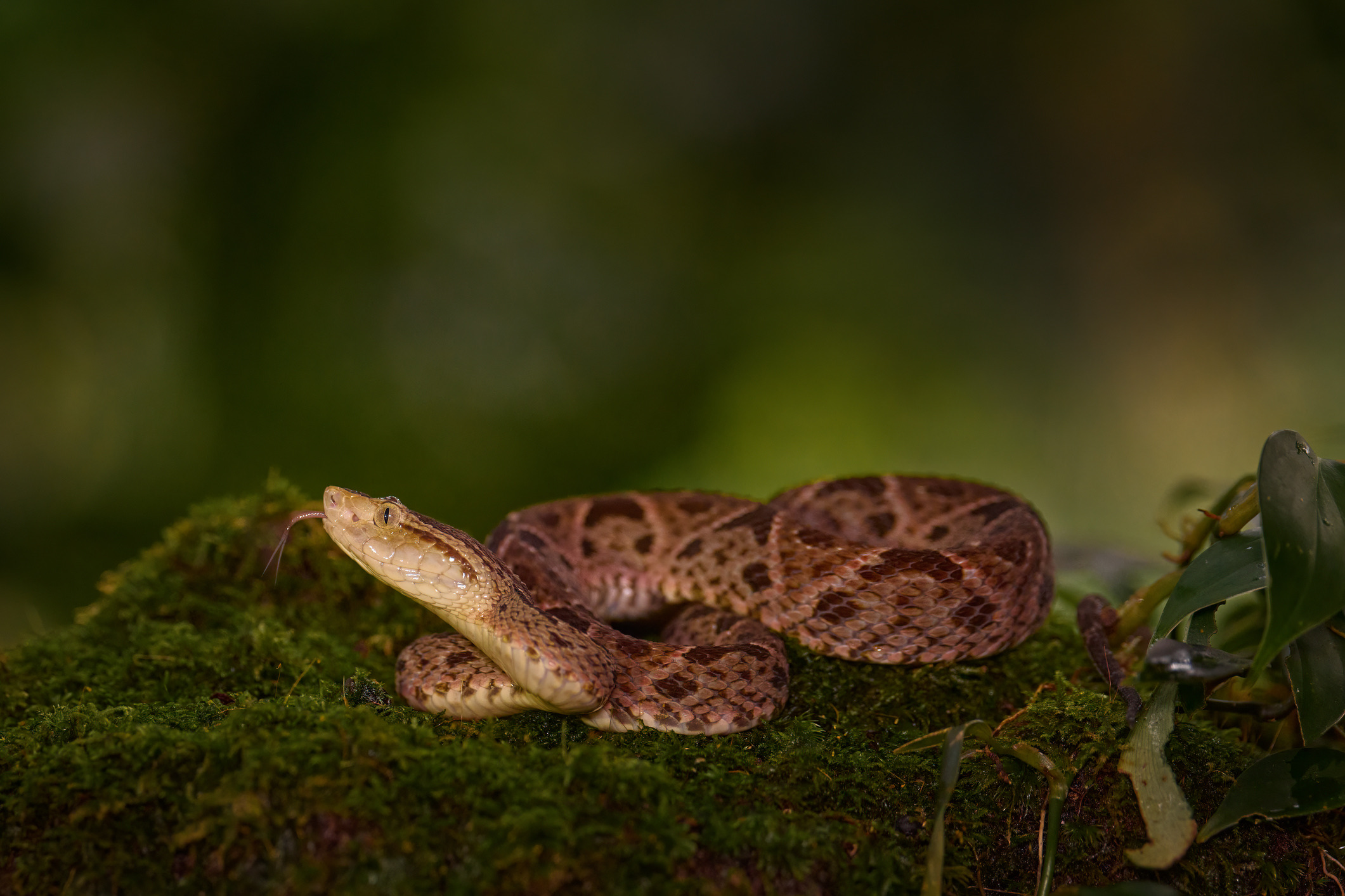 De fer-de-lance (of lanspuntslang) is een dikke adder met een herkenbare, pijlvormige kop. In tegenstelling tot veel schuwe slangen, blijft deze adder doodstil liggen vertrouwen op zijn bladeren-camouflage, waardoor wandelaars of boeren er geregeld per ongeluk bovenop gaan staan.