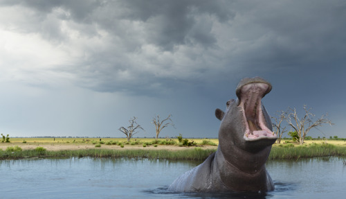 Een nijlpaard (Hippopotamus amphibius) met opengesperde bek in de wateren van Chobe National Park in Botswana, tegen een achtergrond van savanne en dreigende onweerswolken.