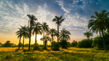 Palmbomen en savannelandschap in Guinee-Bissau, sfeervol verlicht door een gouden zonsopkomst.