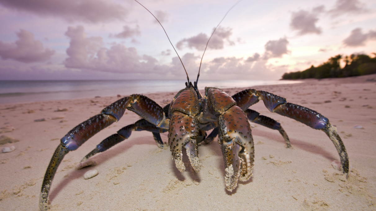Kokoskrab op een zandstrand bij zonsondergang op de Marshalleilanden, een van de unieke diersoorten van het eiland