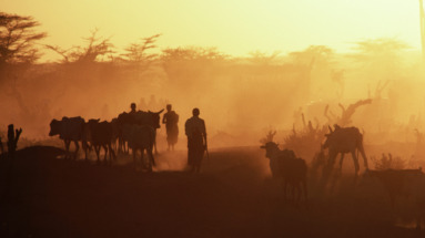 Somalische herders drijven vee door een stoffig landschap bij zonsondergang, een weerspiegeling van de nomadische levensstijl in Somalië.