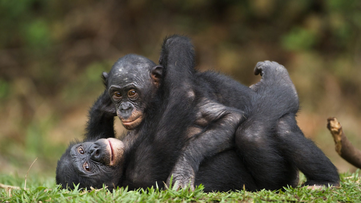 Twee bonobo's in de jungle van de Republiek Congo, een land met ongerepte natuur en rijke biodiversiteit.