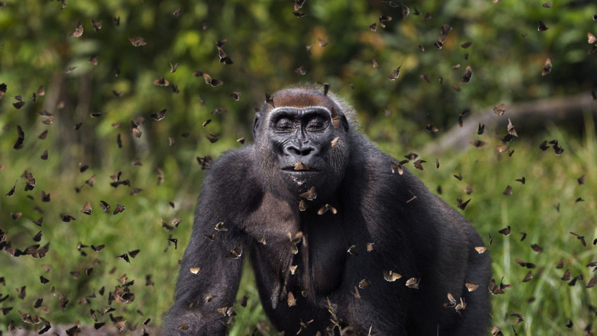 Een westelijke laaglandgorilla omringd door een zwerm vlinders in de dichte jungle van de Centraal-Afrikaanse Republiek.