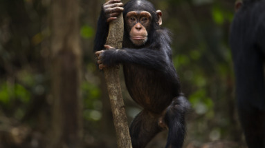Een jonge chimpansee klampt zich vast aan een boom in het regenwoud van Guinee, omringd door groene jungle.