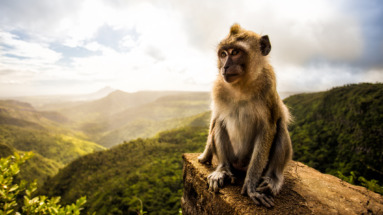 Een makaak op een rotspunt met een panoramisch uitzicht over de groene heuvels van Mauritius.