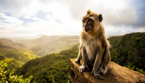 Een makaak op een rotspunt met een panoramisch uitzicht over de groene heuvels van Mauritius.