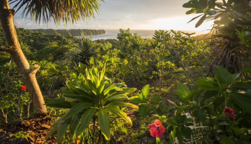 Groen, tropisch landschap met kleurrijke bloemen en uitzicht op de oceaan bij zonsondergang in Palau