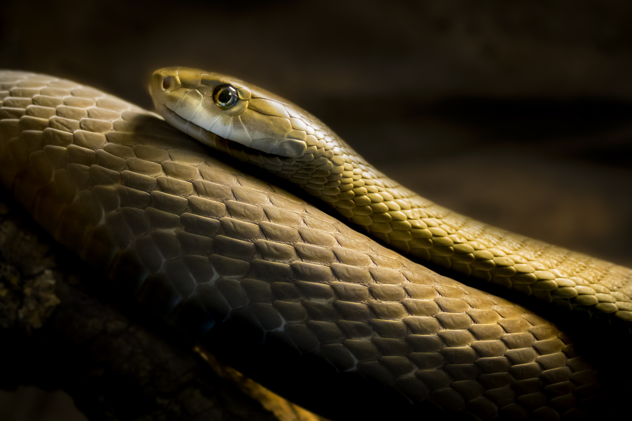 De zwarte mamba is een van de snelste en meest nerveuze slangen ter wereld. Hij dankt zijn naam aan de binnenzijde van zijn bek, die gitzwart is.