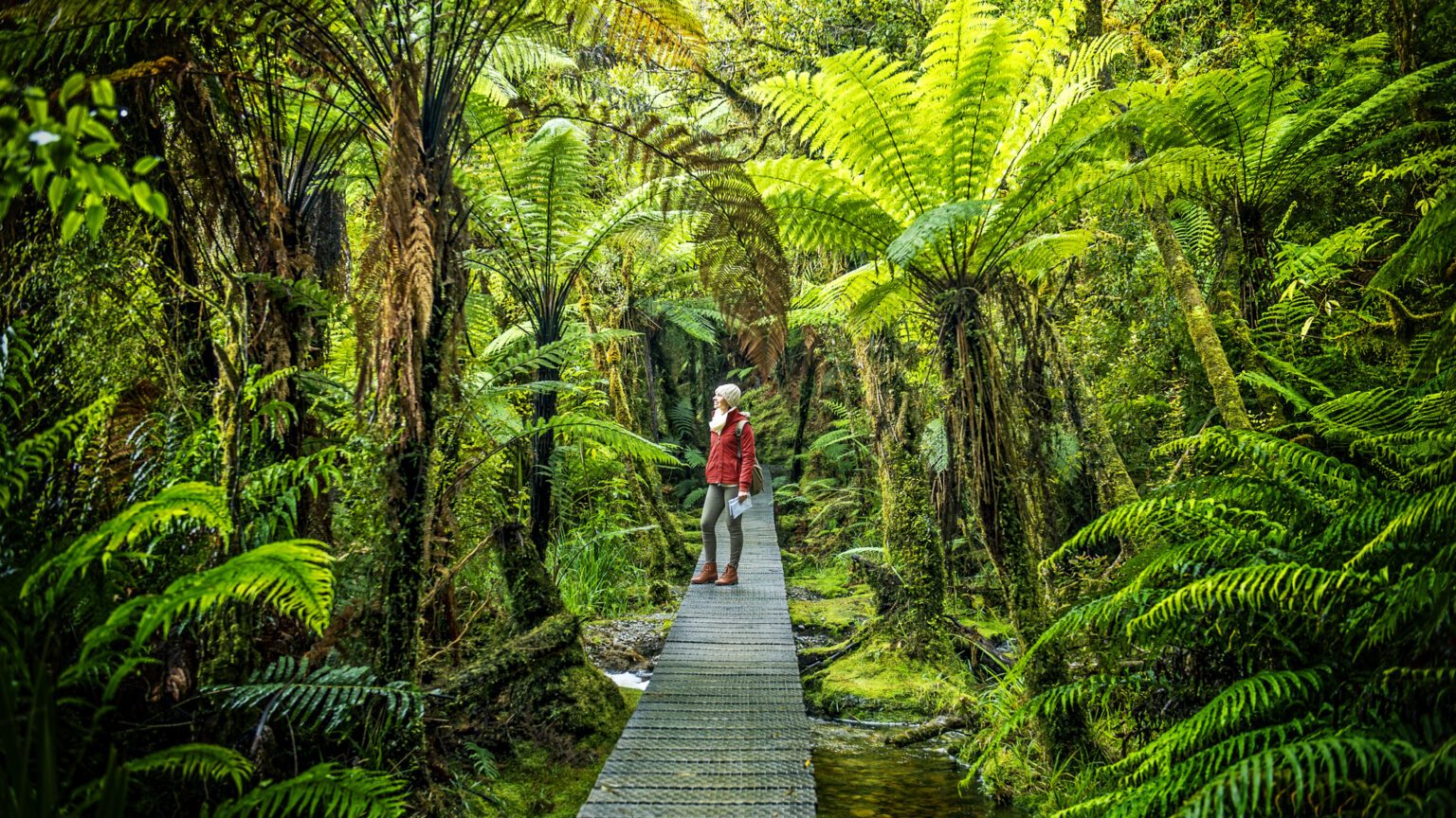 Hiker loopt over een houten brug in een weelderig groen regenwoud met varens in Nieuw-Zeeland