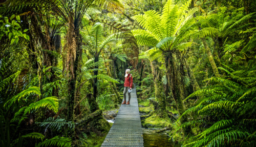 Hiker loopt over een houten brug in een weelderig groen regenwoud met varens in Nieuw-Zeeland