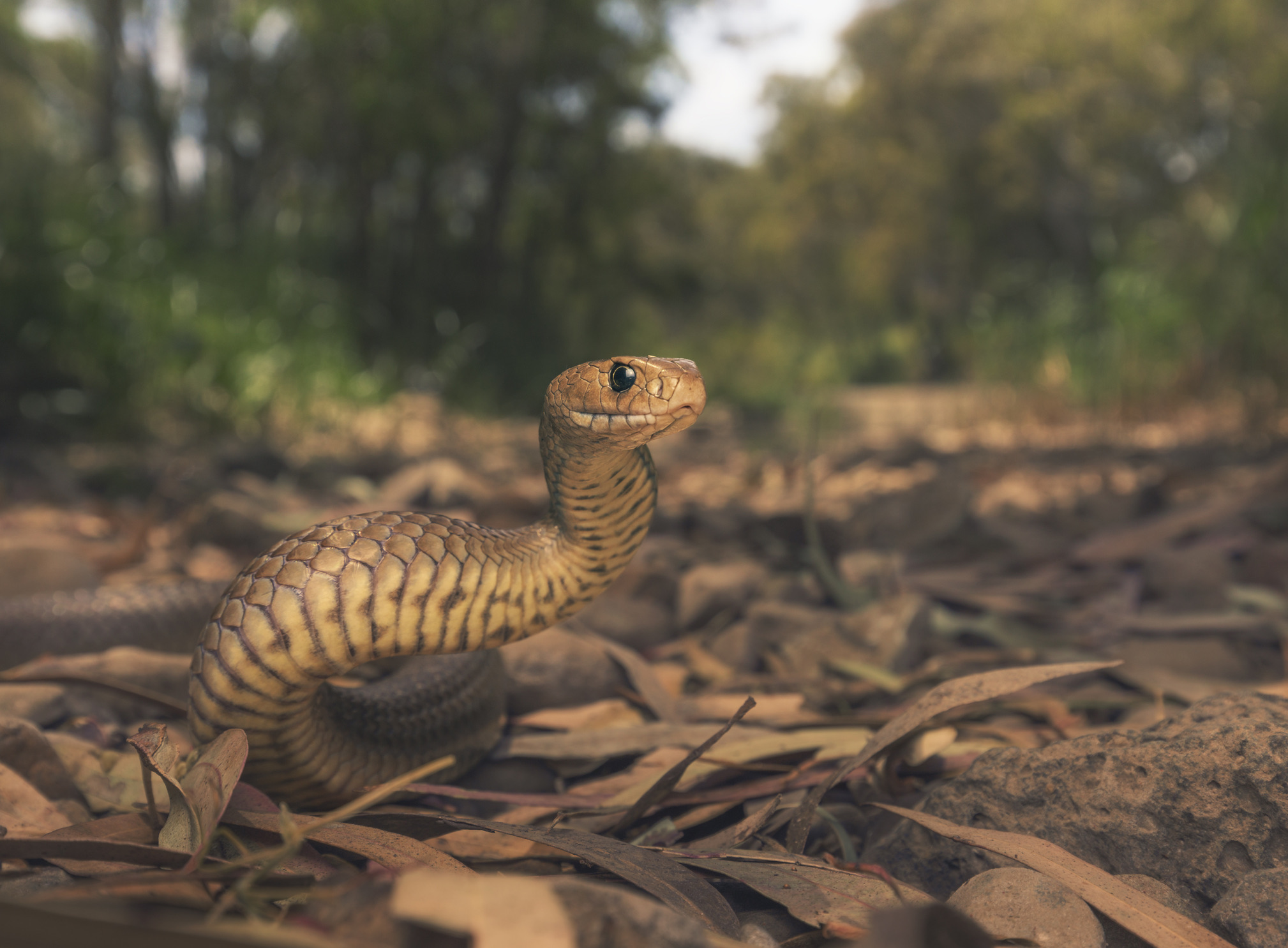 De eastern brown snake staat op de tweede plek van giftigste landslangen ter wereld, vlak achter de inland taipan. Waar de taipan de eenzaamheid opzoekt, gedijt de oostelijke bruine slang juist uitstekend in de buurt van de mens, omdat onze landbouw en steden muizen en ratten aantrekken.
