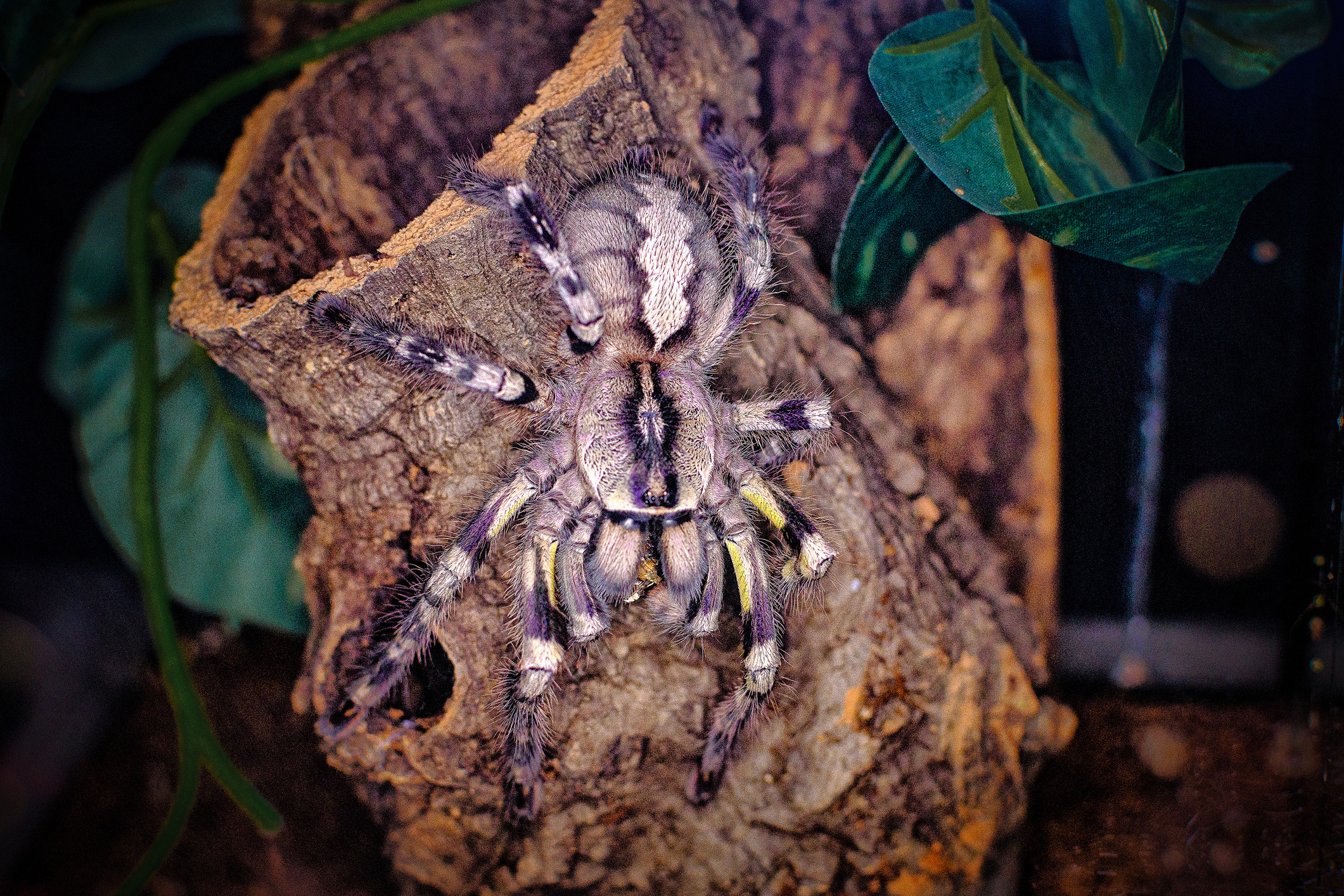 De Indiase boomvogelspin (een zogenaamde tarantula) is met haar spectaculaire grijs, geel en felblauw gekleurde poten een prachtig, maar defensief dier. 