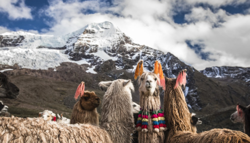 Traditioneel versierde lama’s tijdens de Ausangatetrek nabij Cusco in het Andesgebergte van Peru, met besneeuwde bergtoppen op de achtergrond