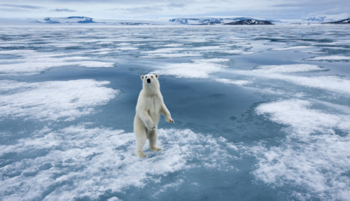 IJsbeer (Ursus maritimus) staand op het zee-ijs in de ongerepte natuur van Sabinebukta Bay, Spitsbergen, met besneeuwde eilanden op de achtergrond