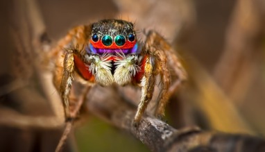 De pauwspin is een absoluut ongevaarlijke spinnensoort. Benieuwd welke spinnen wel gevaarlijk zijn? We vertellen het je!